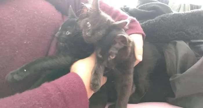 Gato ra a S raça definida idade 2 a 6 meses nome Nina