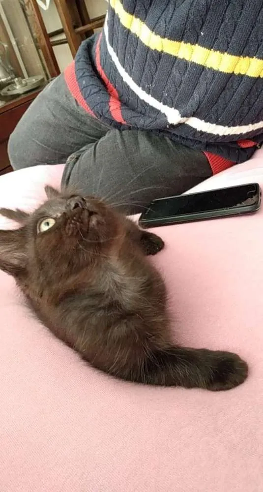 Gato ra a S raça definida idade 2 a 6 meses nome Nina