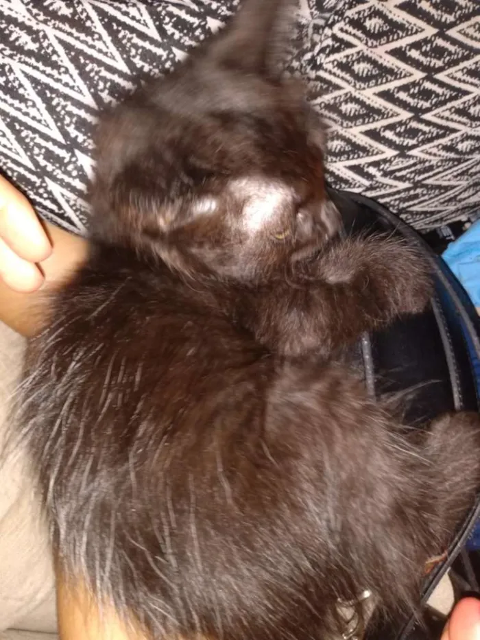 Gato ra a S raça definida idade 2 a 6 meses nome Nina
