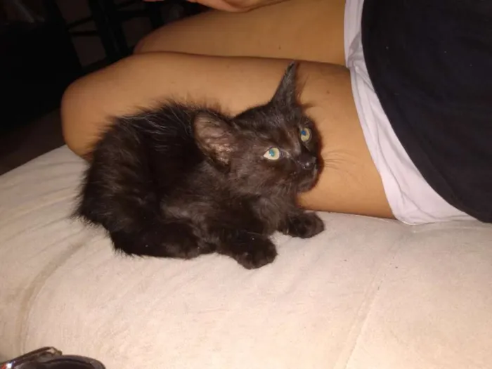 Gato ra a S raça definida idade 2 a 6 meses nome Nina