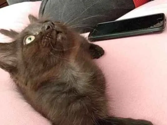 Gato ra a S raça definida idade 2 a 6 meses nome Nina