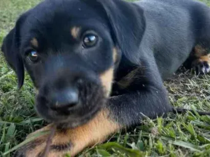 Cachorro raça Não tem idade 2 a 6 meses nome Liz