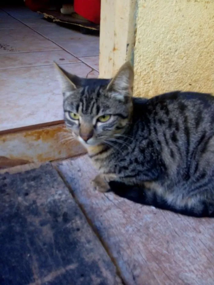 Gato ra a Mau egípcio e Ragdoll idade 2 a 6 meses nome Cookie e Moon