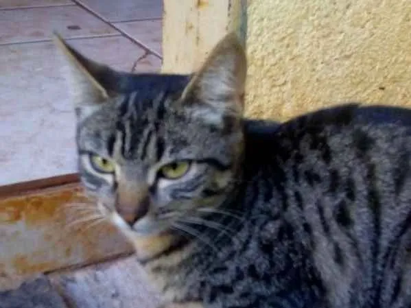 Gato ra a Mau egípcio e Ragdoll idade 2 a 6 meses nome Cookie e Moon