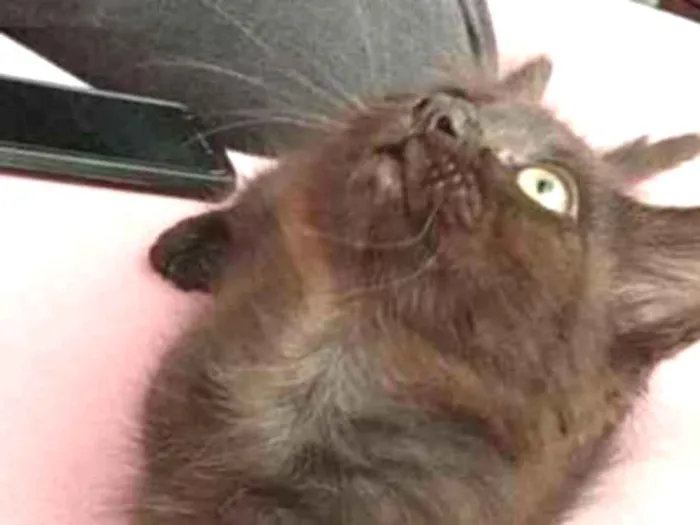 Gato ra a S raça definida idade 2 a 6 meses nome Nina