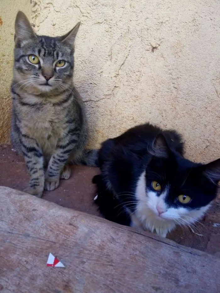 Gato ra a Mau egípcio e Ragdoll idade 2 a 6 meses nome Cookie e Moon