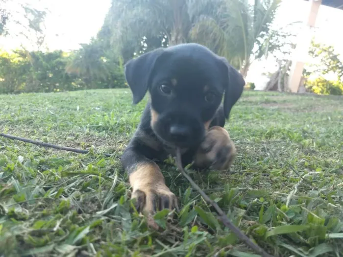 Cachorro ra a nao tem idade 2 a 6 meses nome Liz