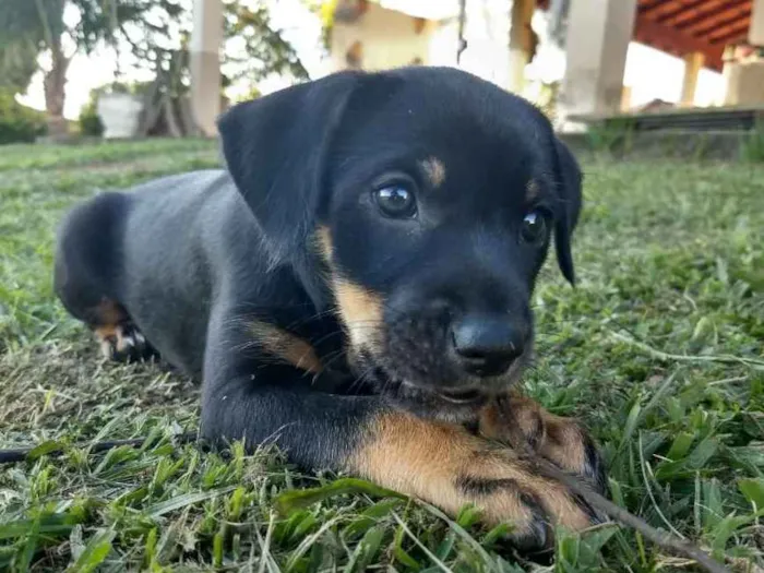 Cachorro ra a nao tem idade 2 a 6 meses nome Liz