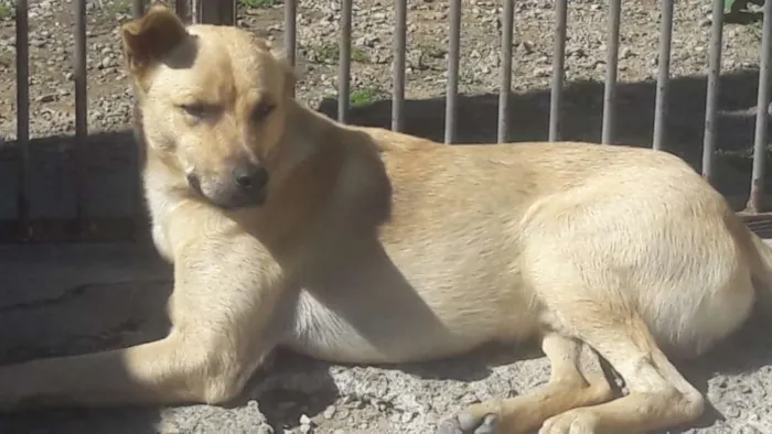 Cachorro ra a Srd idade 1 ano nome Guerreiro