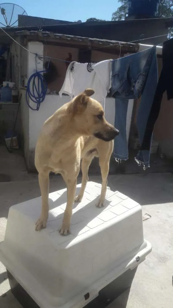 Cachorro ra a Srd idade 1 ano nome Guerreiro