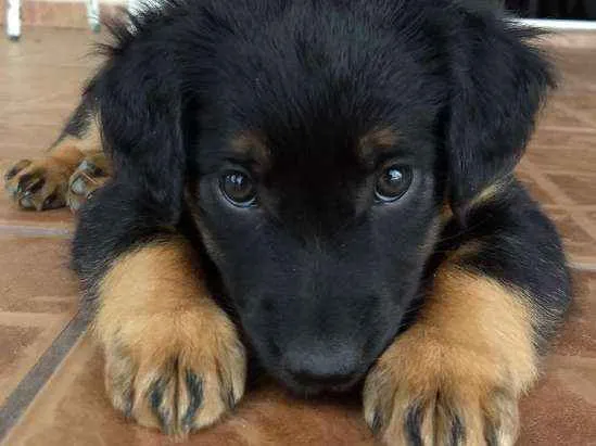 Cachorro ra a nao tem idade 2 a 6 meses nome Nika