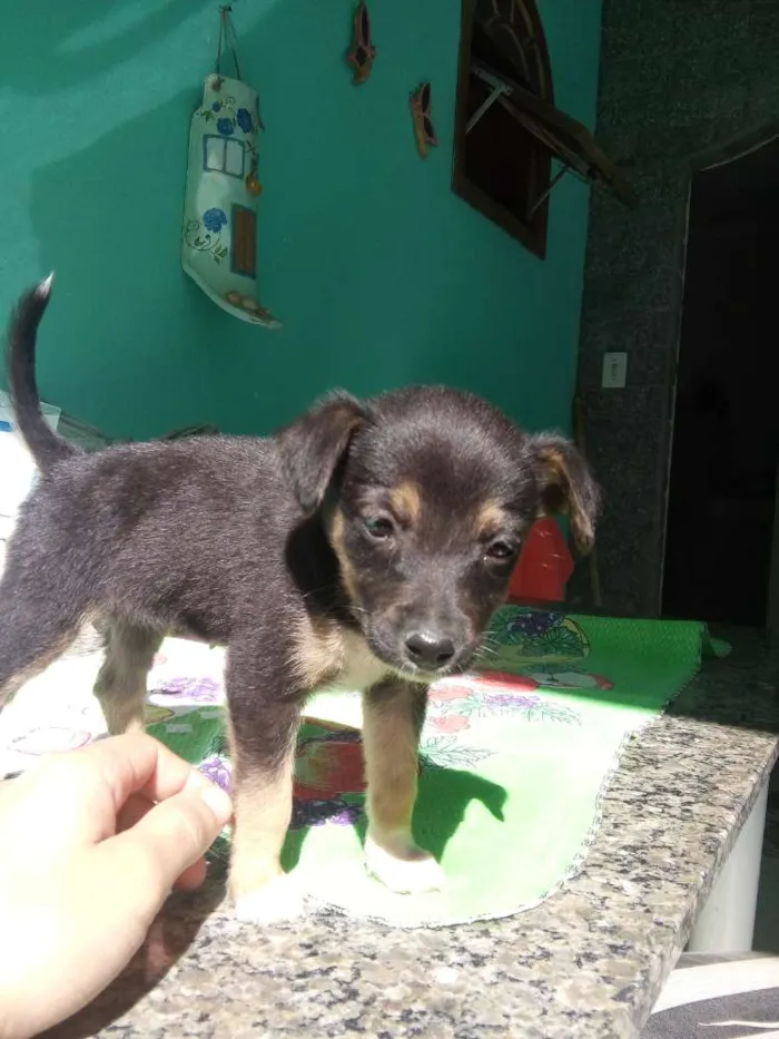 Cachorro ra a Vira-lata idade Abaixo de 2 meses nome Sem nome
