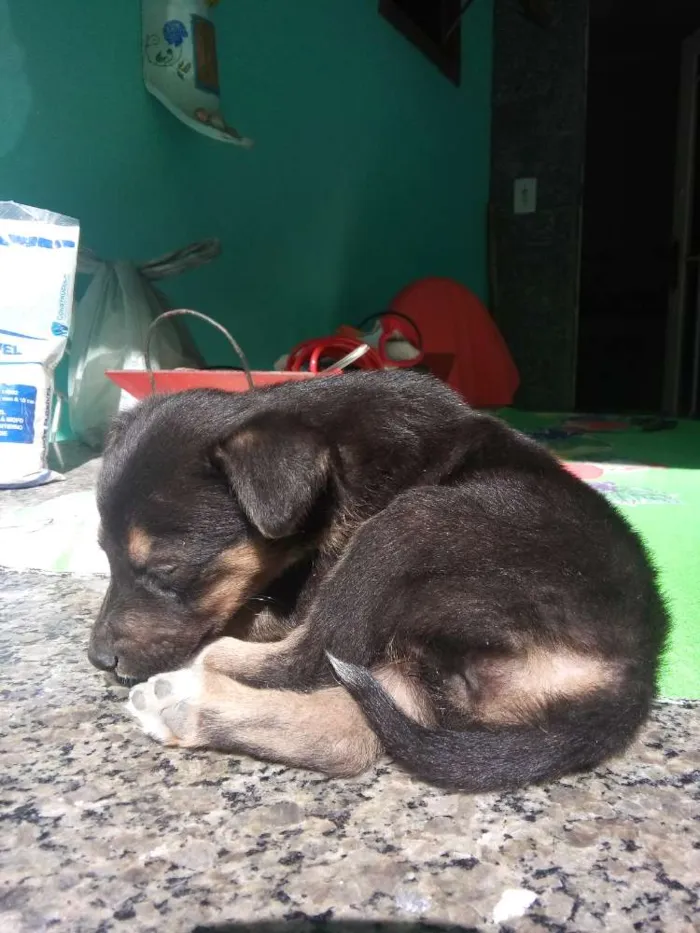 Cachorro ra a Vira-lata idade Abaixo de 2 meses nome Sem nome