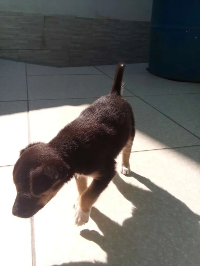 Cachorro ra a Vira-lata idade Abaixo de 2 meses nome Sem nome