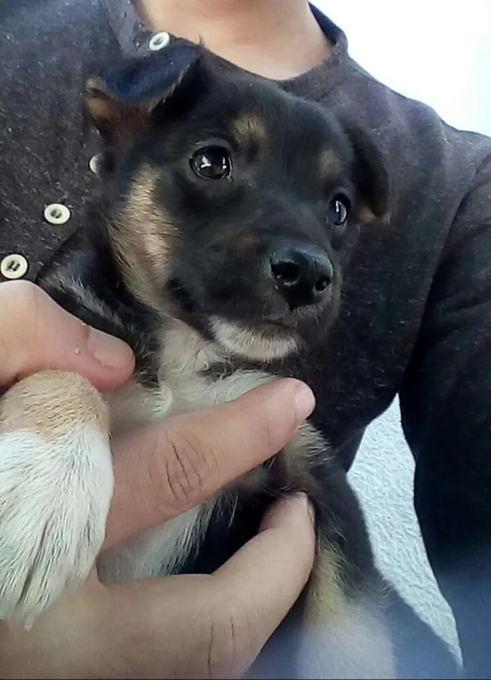 Cachorro ra a Vira-lata idade Abaixo de 2 meses nome Sem nome