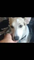 Fifi