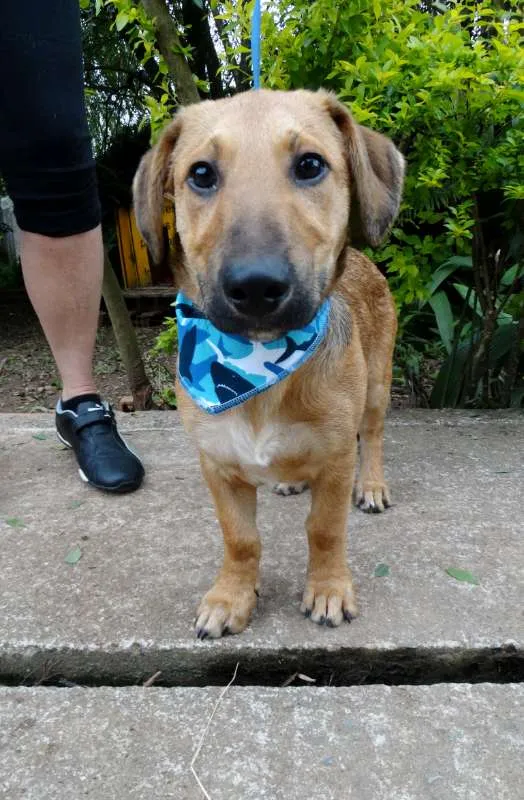 Cachorro ra a srd idade 1 ano nome Angelito