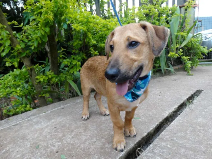 Cachorro ra a srd idade 1 ano nome Angelito