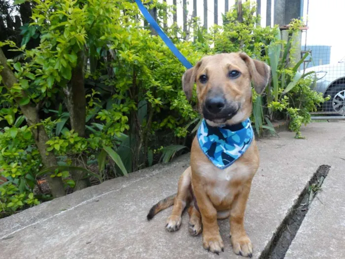 Cachorro ra a srd idade 1 ano nome Angelito