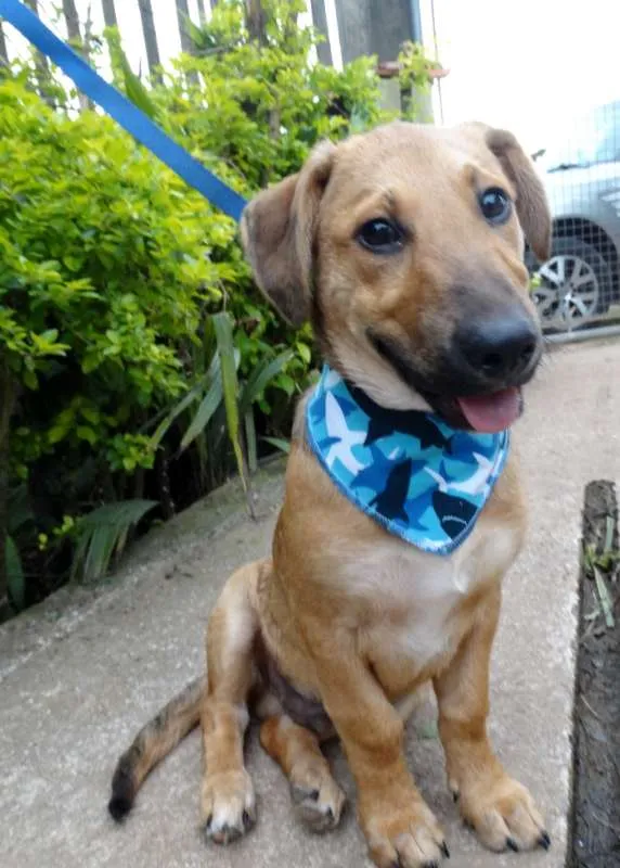 Cachorro ra a srd idade 1 ano nome Angelito