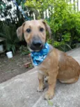 Angelito