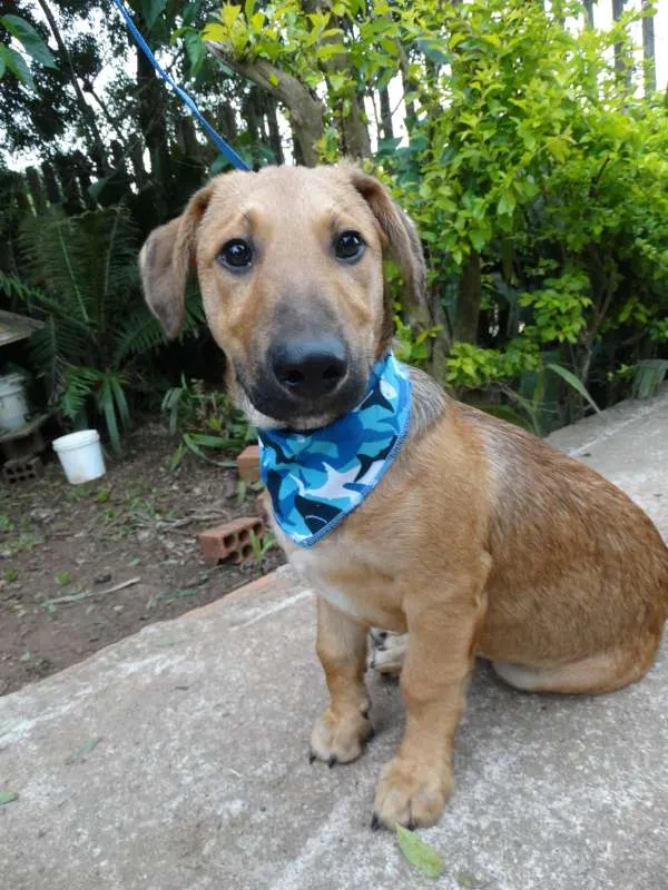 Cachorro ra a srd idade 1 ano nome Angelito