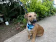 Angelito