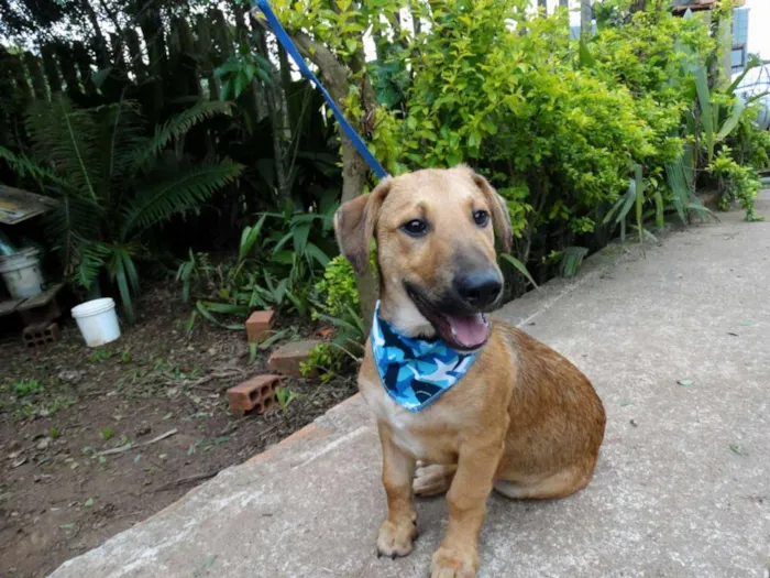 Cachorro ra a srd idade 1 ano nome Angelito