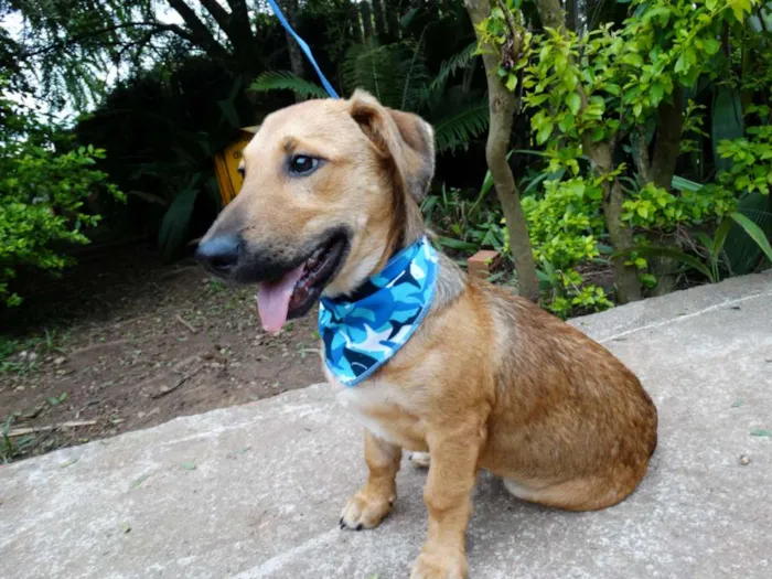 Cachorro ra a srd idade 1 ano nome Angelito