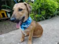Angelito