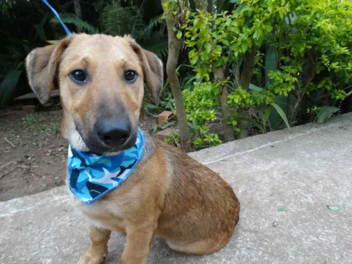 Cachorro ra a srd idade 1 ano nome Angelito