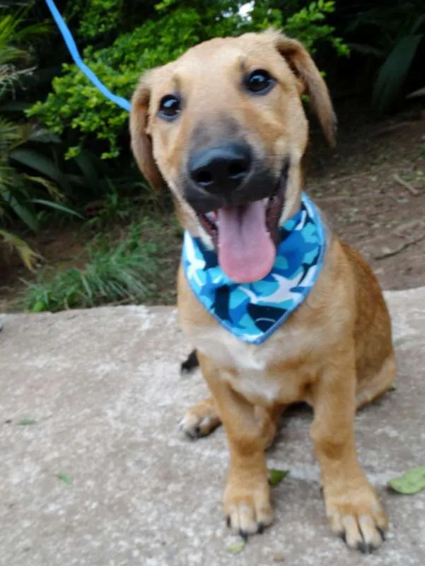 Cachorro ra a srd idade 1 ano nome Angelito