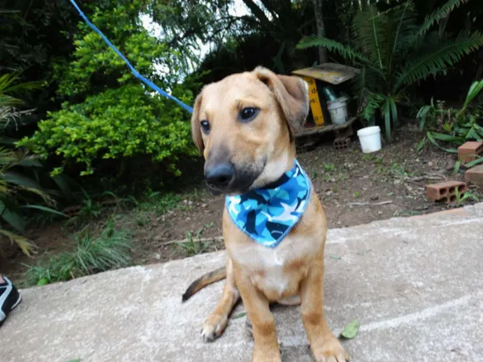 Cachorro ra a srd idade 1 ano nome Angelito