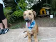 Angelito