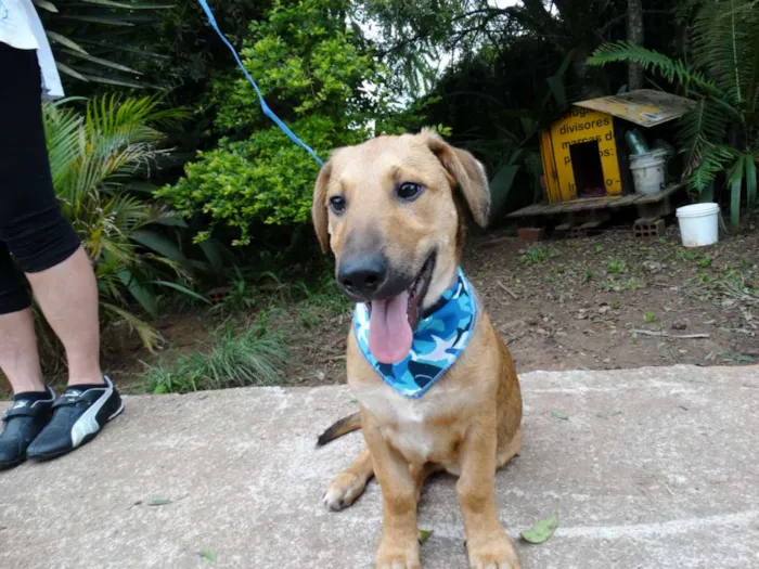 Cachorro ra a srd idade 1 ano nome Angelito