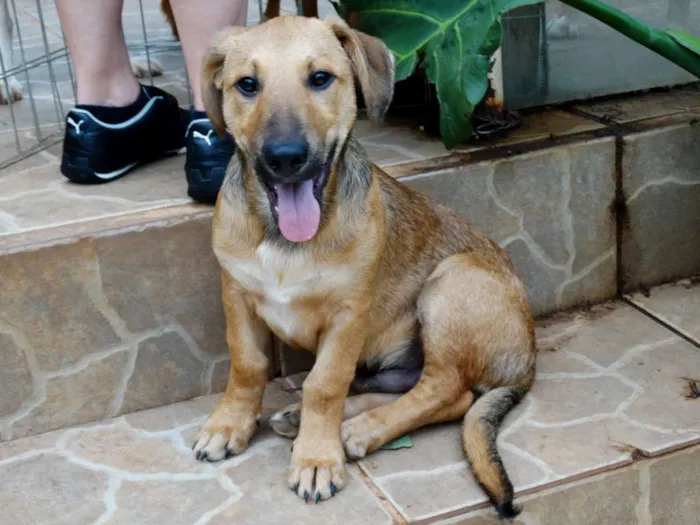 Cachorro ra a srd idade 1 ano nome Angelito