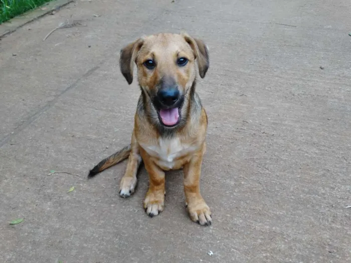 Cachorro ra a srd idade 1 ano nome Angelito