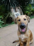 Angelito