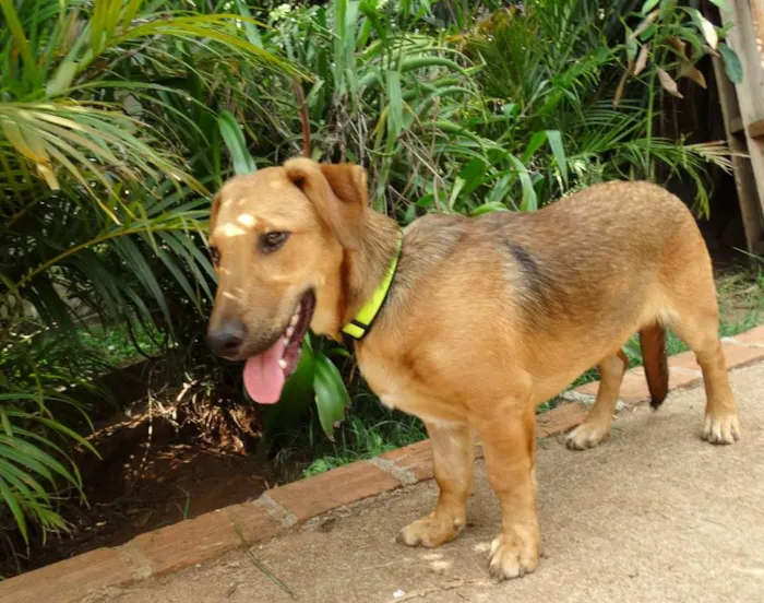 Cachorro ra a srd idade 1 ano nome Angelito