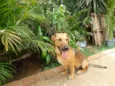 Angelito