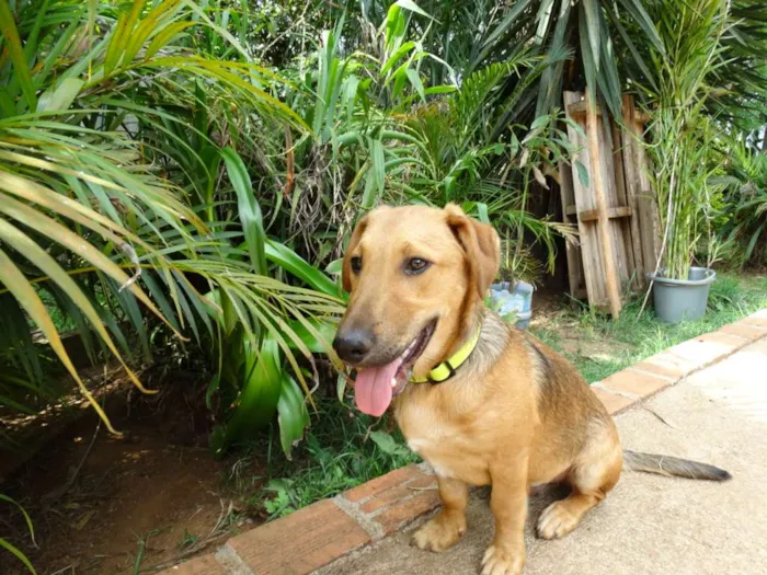 Cachorro ra a srd idade 1 ano nome Angelito