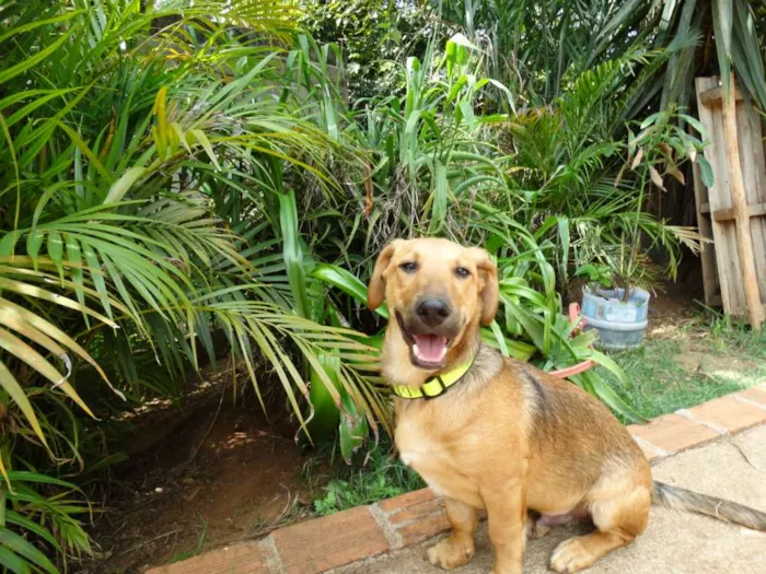 Cachorro ra a srd idade 1 ano nome Angelito