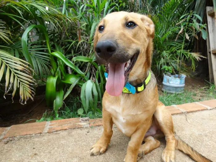 Cachorro ra a srd idade 1 ano nome Angelito