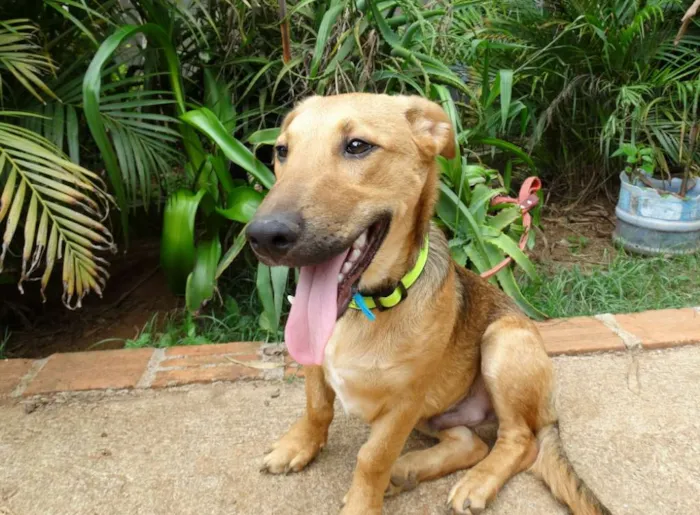 Cachorro ra a srd idade 1 ano nome Angelito