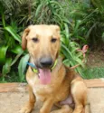 Angelito