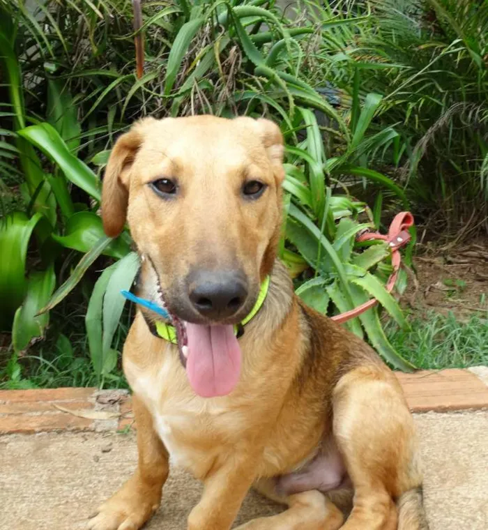 Cachorro ra a srd idade 1 ano nome Angelito