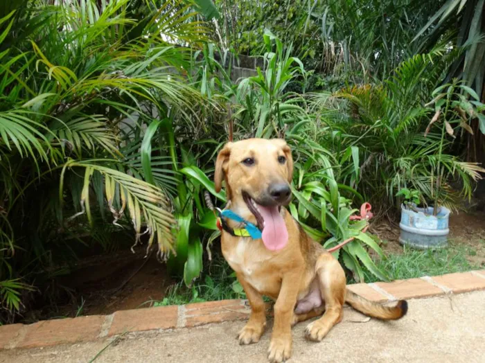 Cachorro ra a srd idade 1 ano nome Angelito