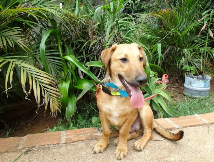 Cachorro ra a srd idade 1 ano nome Angelito