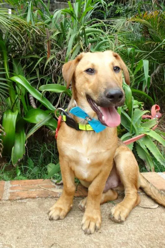 Cachorro ra a srd idade 1 ano nome Angelito
