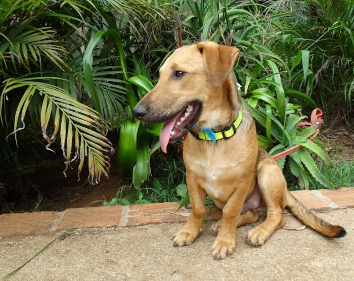 Cachorro ra a srd idade 1 ano nome Angelito